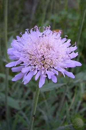 Knautia mollis \ Weiche Witwenblume / Soft Scabious, F Col de Saisies 21.6.2008