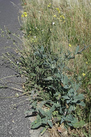 Brassica oleracea \ Klippen-Kohl, Wild-Kohl / Wild Cabbage, F S. Gilles 7.6.2006