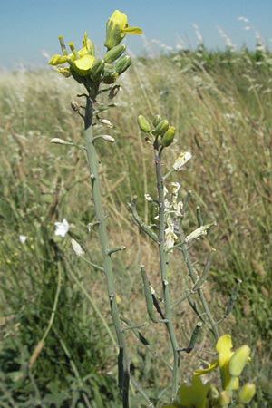 Brassica oleracea \ Klippen-Kohl, Wild-Kohl / Wild Cabbage, F S. Gilles 7.6.2006