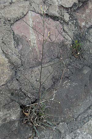 Symphyotrichum subulatum / Annual Saltmarsh Aster, Baby's Breath Aster, F Avignon 7.8.2006