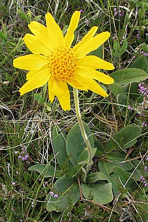 Arnica montana \ Bergwohlverleih, Arnika, Andorra Estany de Pessons 10.8.2006