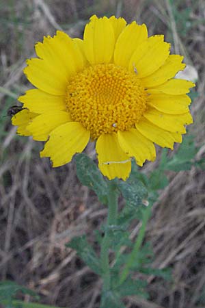 Glebionis segetum \ Saat-Wucherblume, Saat-Goldblume / Corn Marygold, F Maures, Bois de Rouquan 12.5.2007