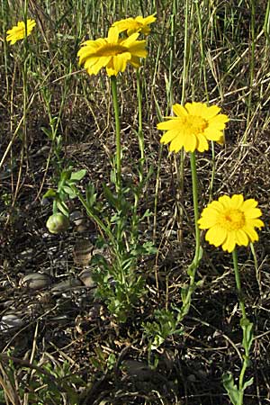 Glebionis segetum \ Saat-Wucherblume, Saat-Goldblume, F Maures, Bois de Rouquan 12.5.2007