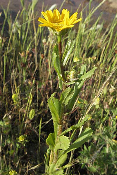 Coleostephus myconis \ Kranz-Wucherblume / Yellow Daisy, F Maures, Bois de Rouquan 12.5.2007