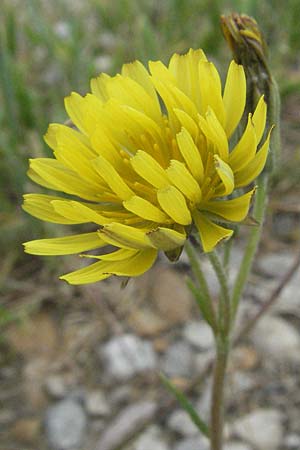 Crepis bursifolia \ Tschelkrautblttriger Pippau, Italienischer Pippau / Italian Hawk's-Beard, F Camargue 13.5.2007