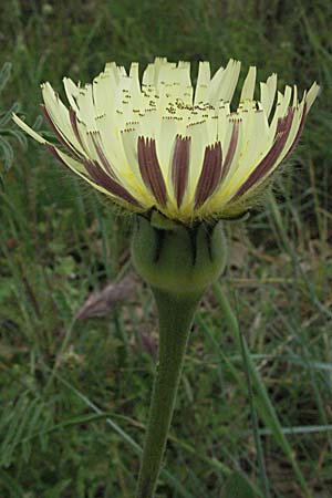 Urospermum dalechampii \ Weichhaariges Schwefelkpfchen, F Corbières, Talairan 13.5.2007