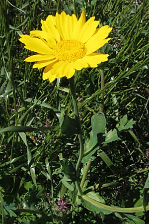 Glebionis segetum \ Saat-Wucherblume, Saat-Goldblume, F Pyrenäen, Prades 14.5.2007