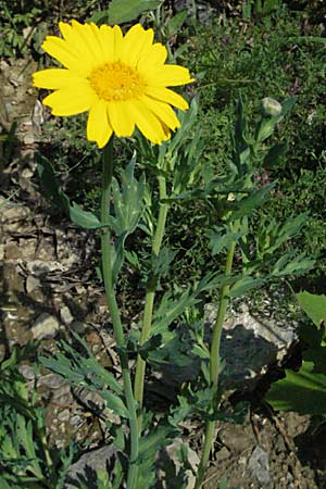 Glebionis segetum \ Saat-Wucherblume, Saat-Goldblume, F Pyrenäen, Prades 14.5.2007