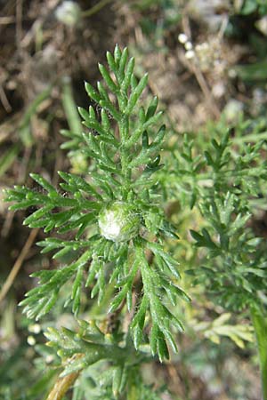 Chamaemelum nobile \ Rmische Kamille, F Toreilles 24.6.2008