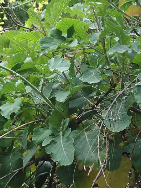 Brassica oleracea subsp. acephala \ Gemse-Kohl, F Sospel 1.5.2023