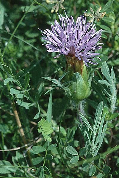 Carthamus mitissimus \ Blaue Frberdistel, F Charente Mansle 1.6.2000