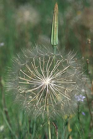 Tragopogon porrifolius subsp. porrifolius \ Lauchblttriger Bocksbart / Common Salsify, F S. Vallier-de-Thiey 26.5.2005