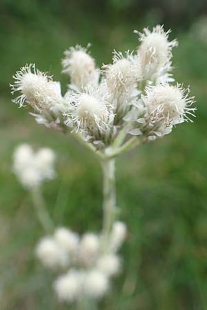 Antennaria dioica \ Gewhnliches Katzenpftchen / Mountain Everlasting, F Pyrenäen/Pyrenees, Col de Mantet 28.7.2018