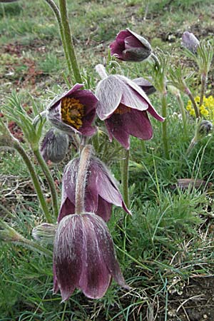 Pulsatilla rubra \ Rote Kuhschelle, F Pyrenäen, Eyne 14.5.2007