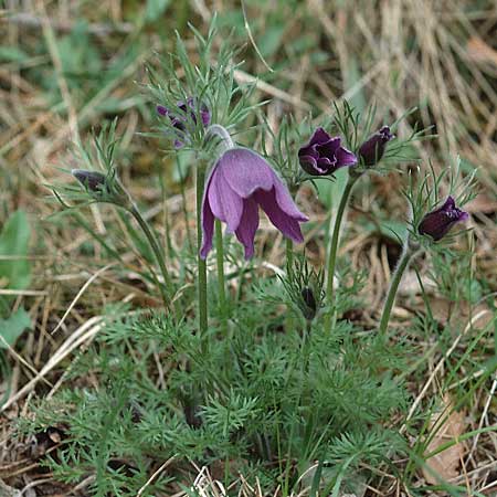 Pulsatilla vulgaris \ Kuhschelle, Khchenschelle, F Essonne, Saclas 13.4.2002