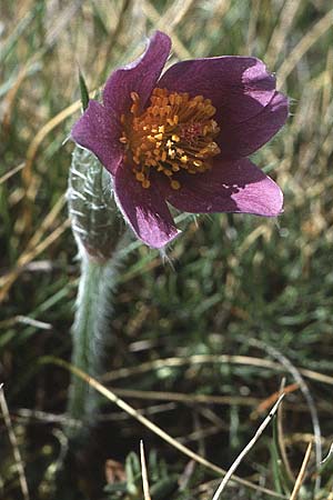 Pulsatilla vulgaris \ Kuhschelle, Khchenschelle, F Causse du Larzac 7.5.1984