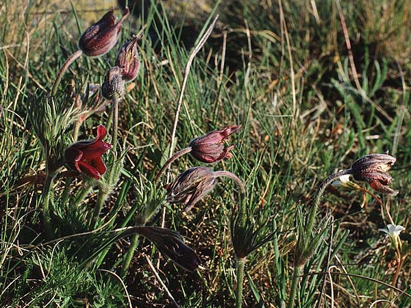 Pulsatilla rubra \ Rote Kuhschelle / Red Pasque-Flower, F Pyrenäen/Pyrenees, 28.5.1990
