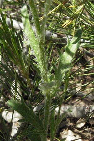 Leucanthemum atratum subsp. coronopifolium \ Krähenfußblättrige Schwarzrand-Margerite, Krähenfußblättrige Schwarzrand-Wucherblume, F Rochefort-en-Valdaine 10.6.2006