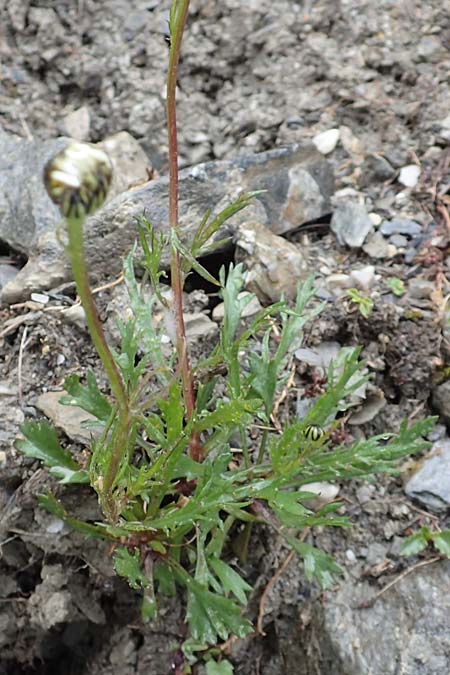 Leucanthemum atratum subsp. coronopifolium \ Krhenfublttrige Schwarzrand-Margerite, Krhenfublttrige Schwarzrand-Wucherblume / Coronopus-Leaved Ox-Eye Daisy, F Col de la Bonette 8.7.2016
