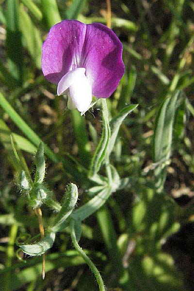 Lathyrus hirsutus \ Behaartfrchtige Platterbse, F Causse du Larzac 8.6.2006