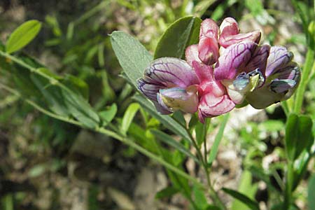 Lathyrus niger \ Schwarze Platterbse / Black Pea, F Allevard 11.6.2006