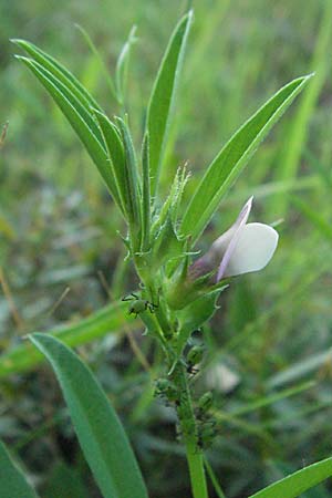 Vicia bithynica \ Bithynische Wicke / Bithynian Vetch, F Maures, Bois de Rouquan 12.5.2007