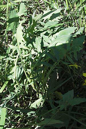 Lactuca viminea subsp. chondrilliflora \ Westlicher Ruten-Lattich / Skeletonweed-Flowered Lettuce, F Pyrenäen/Pyrenees, Prades 14.5.2007