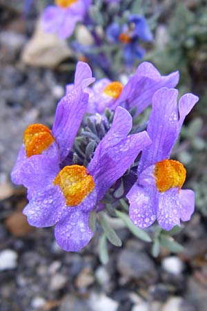 Linaria alpina \ Alpen-Leinkraut / Alpine Toadflax, F Col de Granon 22.6.2008