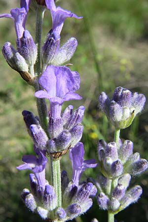 Lavandula angustifolia / Common Lavender, F Grand Canyon du Verdon 23.6.2008