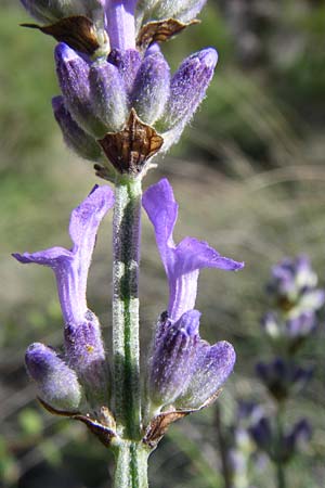 Lavandula angustifolia \ Echter Lavendel, F Grand Canyon du Verdon 23.6.2008