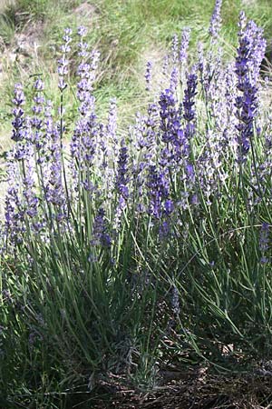 Lavandula angustifolia / Common Lavender, F Grand Canyon du Verdon 23.6.2008