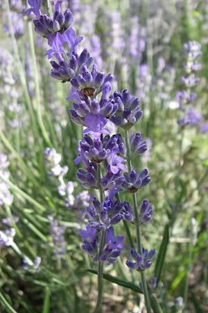 Lavandula angustifolia / Common Lavender, F Grand Canyon du Verdon 23.6.2008