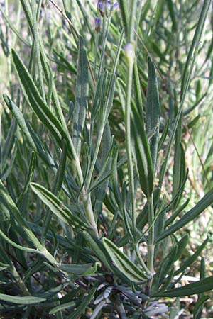 Lavandula angustifolia / Common Lavender, F Grand Canyon du Verdon 23.6.2008