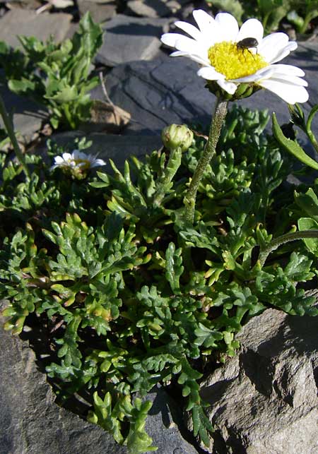Leucanthemopsis alpina \ Alpen-Margerite / Alpine Moon Daisy, F Col de Lautaret Botan. Gar. 28.6.2008