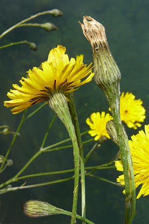 Scorzoneroides autumnalis / Autumn Hawkbit, Fall Dandelion, F Rimbach-pres-Masevaux 6.8.2008