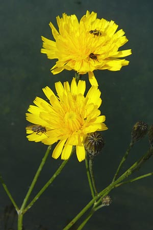 Leontodon autumnalis \ Herbst-Lwenzahn, F Rimbach-pres-Masevaux 6.8.2008