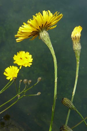 Scorzoneroides autumnalis \ Herbst-Schuppenlwenzahn / Autumn Hawkbit, Fall Dandelion, F Rimbach-pres-Masevaux 6.8.2008