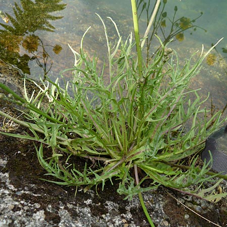 Leontodon autumnalis \ Herbst-Lwenzahn, F Rimbach-pres-Masevaux 6.8.2008