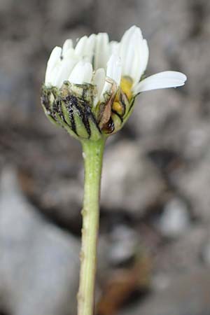 Leucanthemum atratum subsp. coronopifolium \ Krhenfublttrige Schwarzrand-Margerite, Krhenfublttrige Schwarzrand-Wucherblume / Coronopus-Leaved Ox-Eye Daisy, F Col de la Bonette 8.7.2016