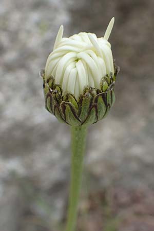 Leucanthemum maximum \ Sommer-Margerite, F Pyrenäen, Canigou 24.7.2018