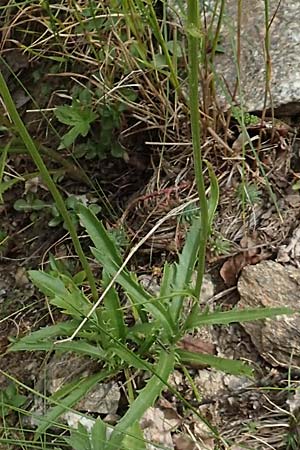 Leucanthemum maximum \ Sommer-Margerite, F Pyrenäen, Canigou 24.7.2018