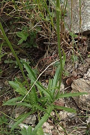 Leucanthemum maximum \ Sommer-Margerite / Shasta Ox-Eye Daisy, F Pyrenäen/Pyrenees, Canigou 24.7.2018