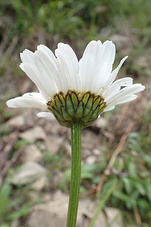 Leucanthemum maximum \ Sommer-Margerite, F Pyrenäen, Canigou 24.7.2018