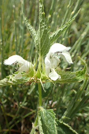 Lamium album \ Weie Taubnessel / White Dead-Nettle, F Pyrenäen/Pyrenees, Col de Mantet 28.7.2018