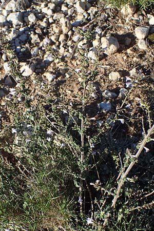 Clinopodium calamintha \ Kleinbltige Bergminze / Lesser Calamint, F Martigues 8.10.2021