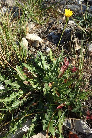 Scorzoneroides autumnalis \ Herbst-Schuppenlwenzahn, F La Cluse 9.10.2021