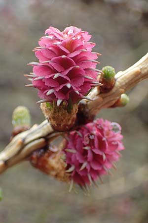 Larix decidua \ Europische Lrche, F Col de la Cayolle 30.4.2023