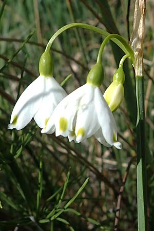 Leucojum aestivum \ Sommer-Knotenblume / Summer Snowflake, F Camargue,  Mas-Thibert 2.5.2023