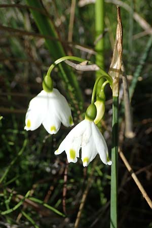 Leucojum aestivum \ Sommer-Knotenblume, F Camargue,  Mas-Thibert 2.5.2023