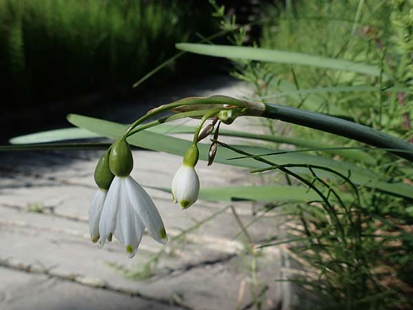 Leucojum aestivum \ Sommer-Knotenblume, F Camargue,  Mas-Thibert 2.5.2023